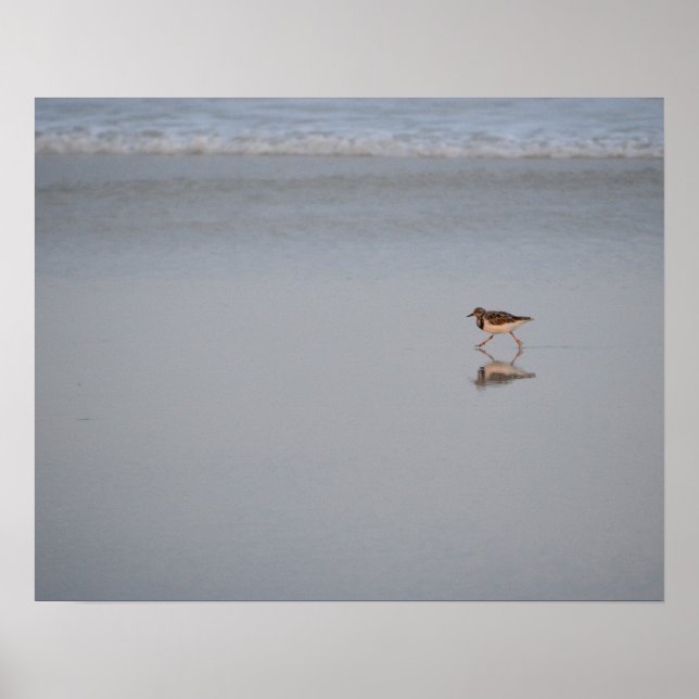 Sandpiper Running Along The Beach Poster (Front)