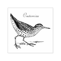 Sandpiper Shorebird Thunder_Cove