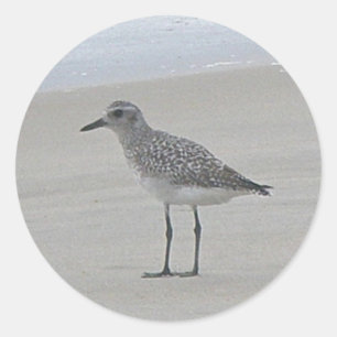Sandpiper Stickers