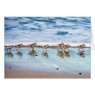 Sandpipers Running Along The Beach