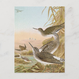"Sandpipers" Vintage Bird Illustration Postcard