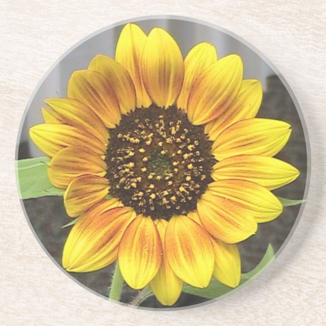 Sandstone Sunflower Coaster (Front)