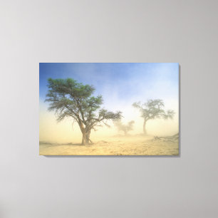 Sandstorm In Kalahari Desert, Kgalagadi Canvas Print