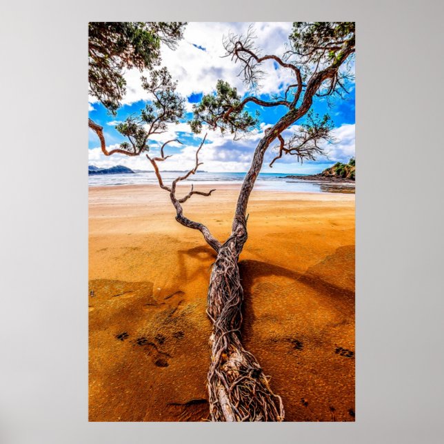 Sandy Bay Pohutukawa Tree Poster (Front)