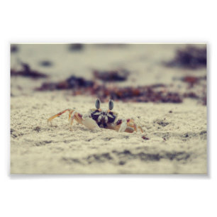 Sandy Crabs Photo Print