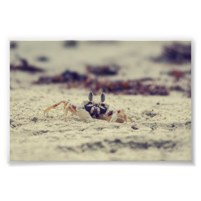 Sandy Crabs Photo Print (Front)