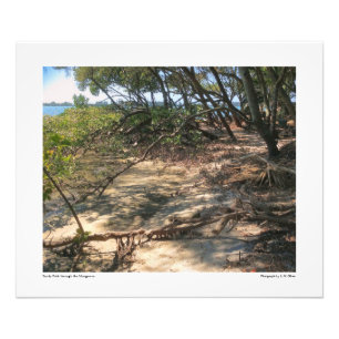Sandy Path through the Mangroves Photo Print