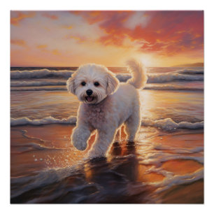 Sandy Paws Bichon Frise Dog on Beach Sunset Poster