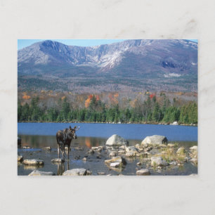 Sandy Stream Pond Postcard