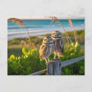 Sanibel Island Florida couple of burrowing owl Postcard