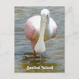 Sanibel Roseate Spoonbill postcard