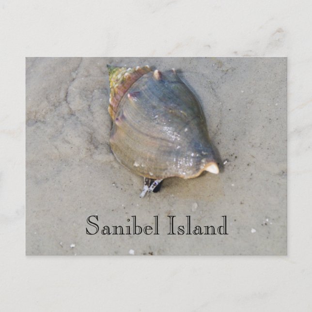 Sanibel Shell Postcard (Front)
