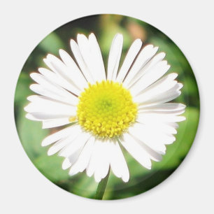 Santa Barbara Daisy Magnet