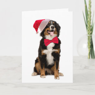Santa Berner Christmas Card