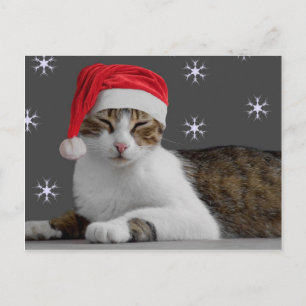 Santa Cat Postcard