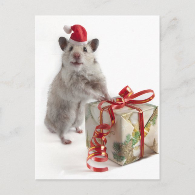 Santa Claus Hamster With Gift Holiday Postcard (Front)