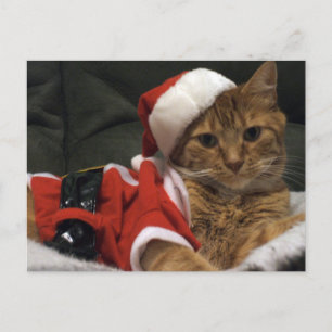 Santa Claws Holiday Postcard