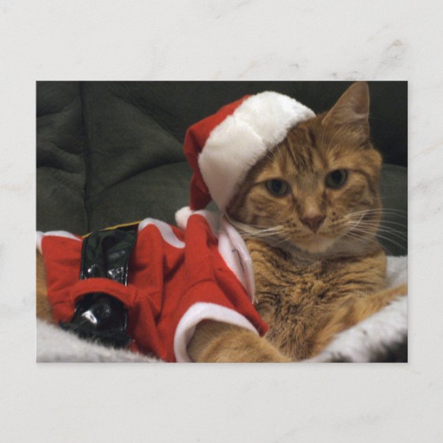 Santa Claws Holiday Postcard (Front)