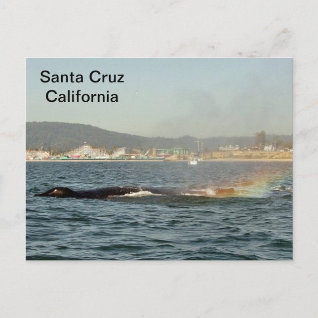 Santa Cruz, CA Humpback Whale Rainbow Postcard (Front)