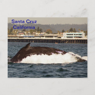 Santa Cruz, California Humpback Whale Postcard