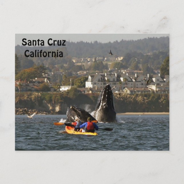 Santa Cruz, California Humpback Whales Postcard (Front)