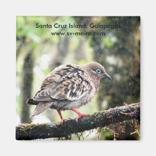Santa Cruz Island, Galapagos, bird in rain Magnet