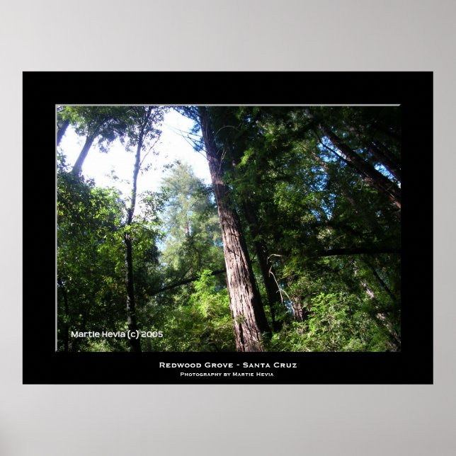 "Santa Cruz Redwoods" Poster (Front)