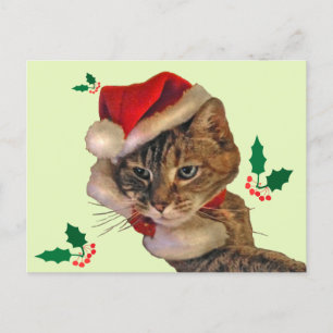 Santa Kitty with Holly Holiday Postcard