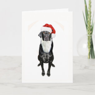 Santa Paws Holiday Card