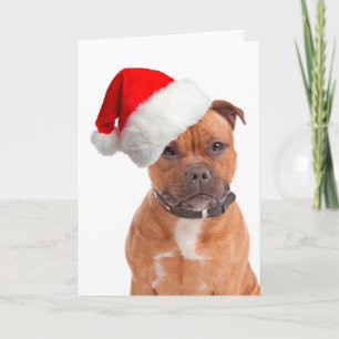 Santa Staffie Christmas Card