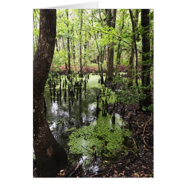 santee coastal reserve (Front)