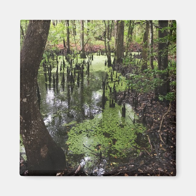 santee coastal reserve magnet (Front)
