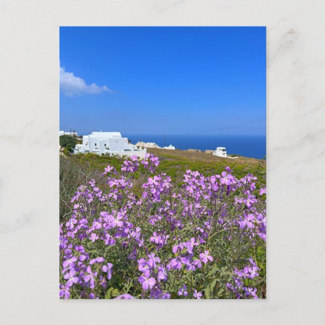 Santorini Greece White Building Purple Wild Flower Postcard (Front)