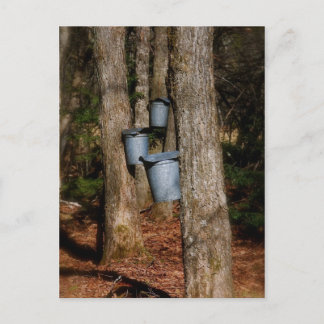 Sap Buckets Postcard