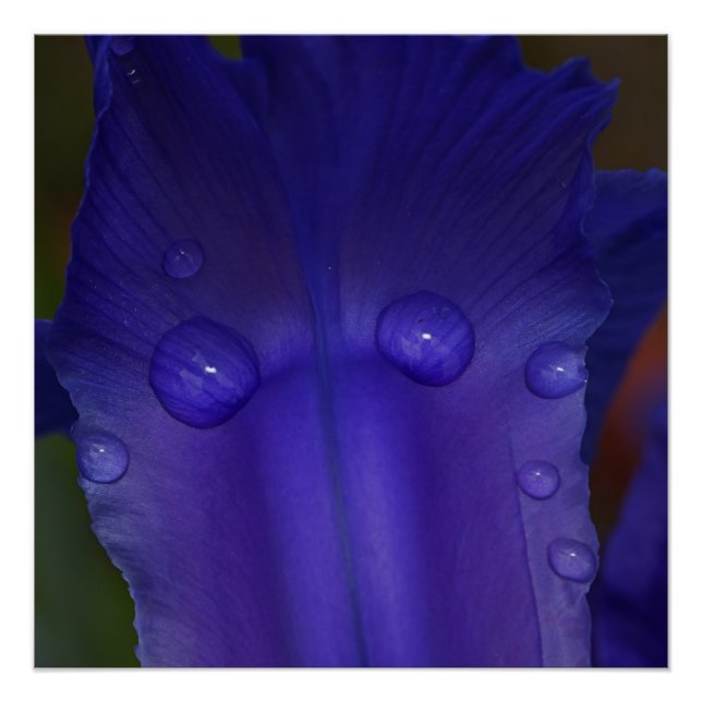 Sapphire Iris Wall Art | Botanical Macro Decor (Front)