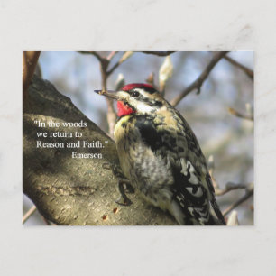 Sapsucker Post Card