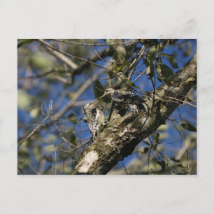 Sapsucker Postcard