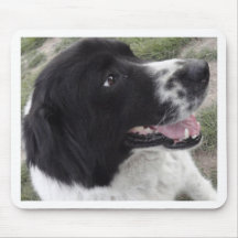 Sara Bulgarian Shepherd Dog