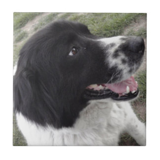 Sara Bulgarian Shepherd Dog Tile