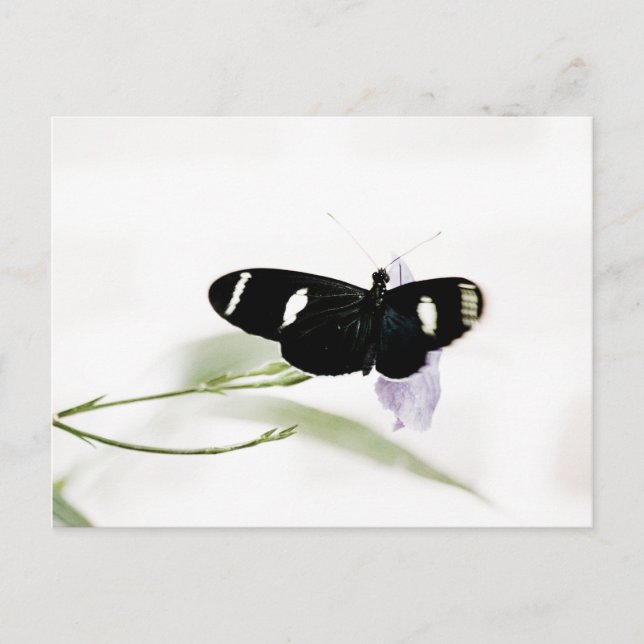 Sara Postcard (Front)