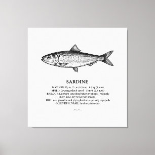 Sardine Schooling Fish Vintage  Canvas Print