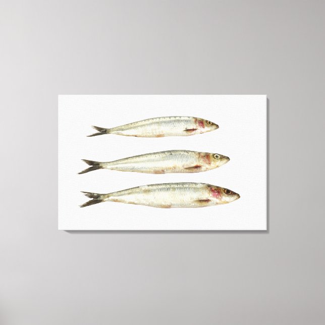 Sardines (Pilchards) 2 Canvas Print (Front)