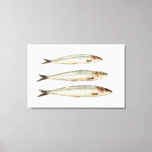 Sardines (Pilchards) 2 Canvas Print