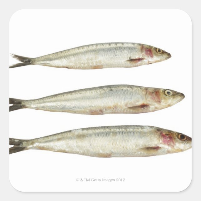 Sardines (Pilchards) 2 Square Sticker (Front)
