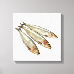 Sardines (Pilchards) Canvas Print