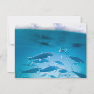 Sardines swimming in clear blue water postcard