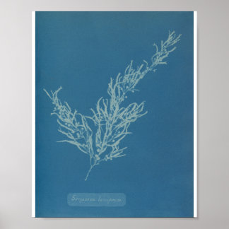 Sargassum bacciferum by Anna Atkins Poster