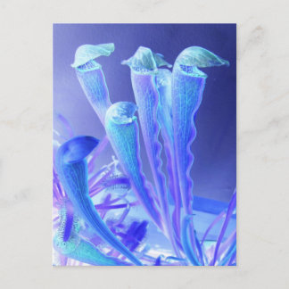 sarracenia blues postcard