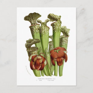 Sarracenia drummundi postcard