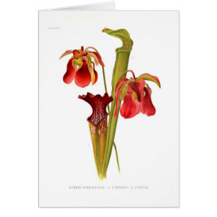 Sarracenia hybrids